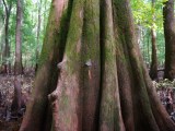 Congaree National Park