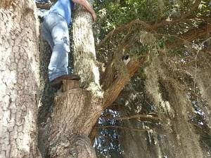 My BIL getting our cat out of our neighbors tree.